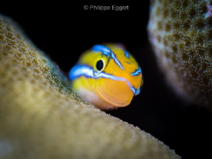 Fang Blenny... Hey there! by Philippe Eggert 